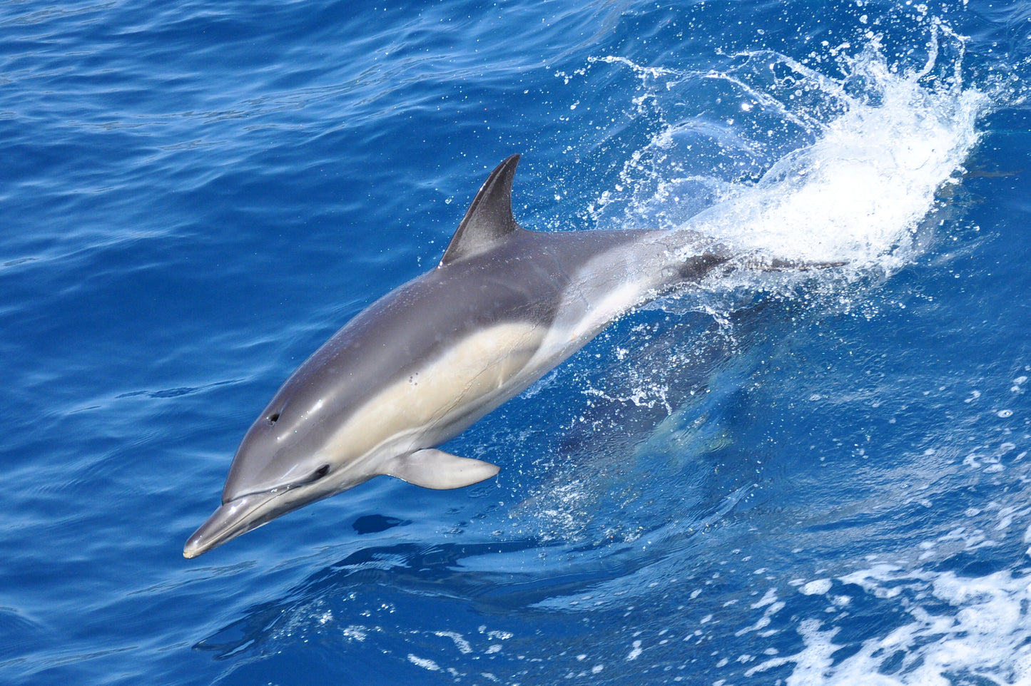 Gibraltar Dolphin jumping out of the water in a blue ocean watched from a boat tour
