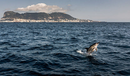 Dolphin jumping out of the water with the Gibraltar landscape in the background