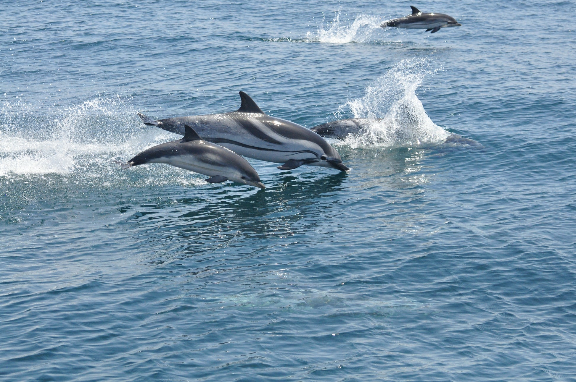 Dolphins leaping out of the water in a blue ocean in Gibraltar boat tour