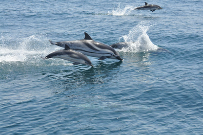 Dolphins leaping out of the water in a blue ocean in Gibraltar boat tour