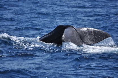 Whale tail in the ocean in Gibraltar