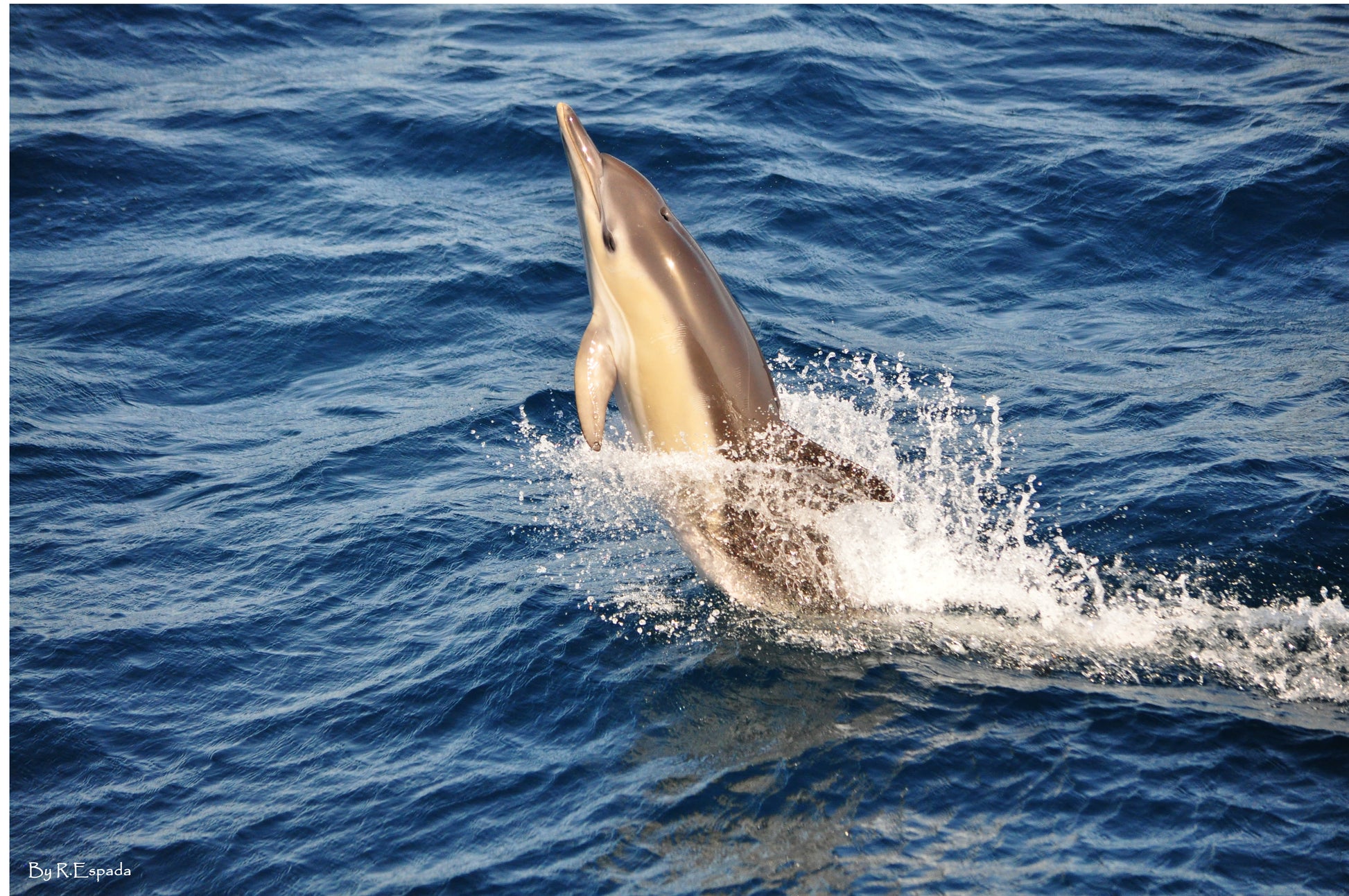 Dolphin leaping out of the water in the ocean in Gibraltar, being watched on boat tour