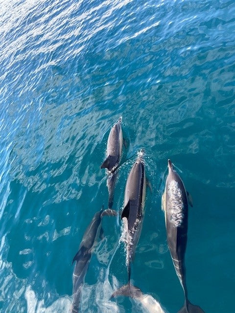 Four Gibraltar dolphins swimming in clear blue water