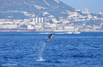 Dolphin jumping out of the water with a Gibraltar straits in the background