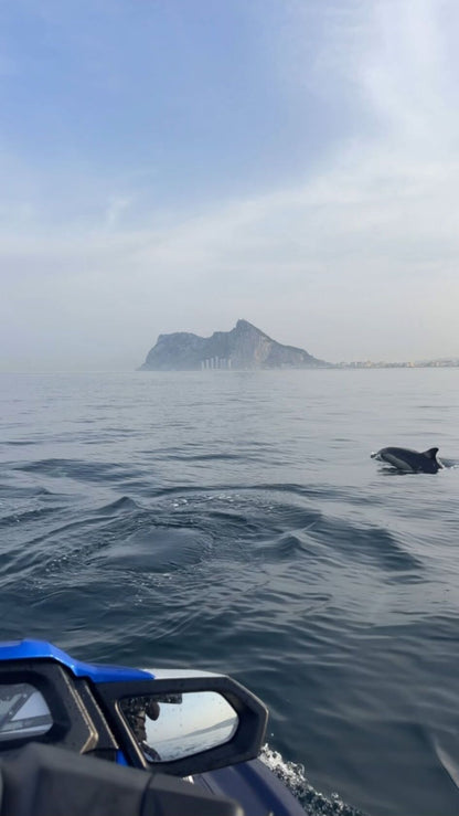 Dolphin swimming in the water with Gibraltar in the background on a jet ski