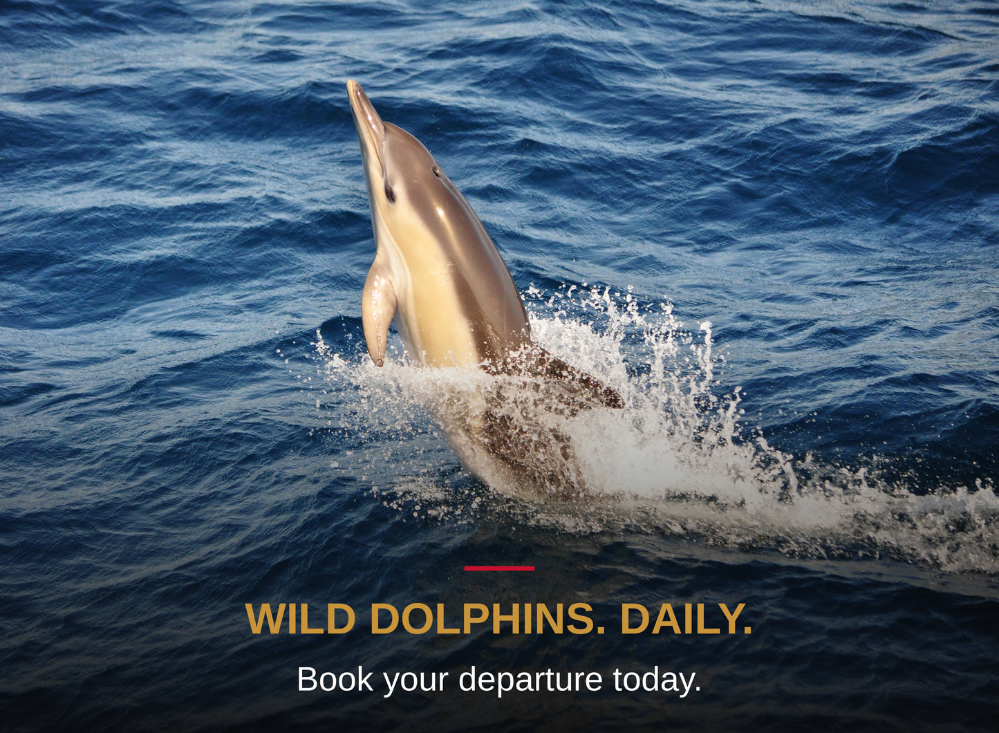 Dolphins & Dusk