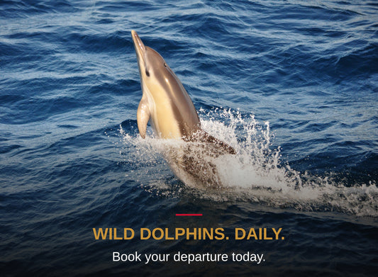 Dolphins & Dusk