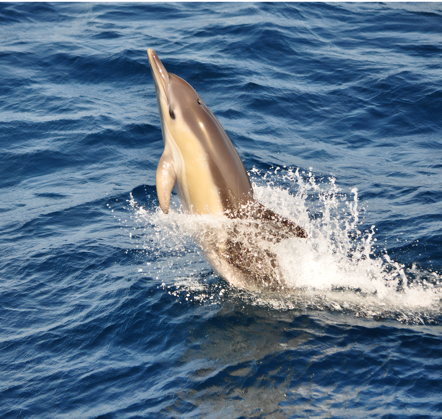Dolphin leaping out of the water in a blue ocean off Gibraltar